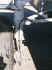blkcat_104.jpg (75607 bytes)